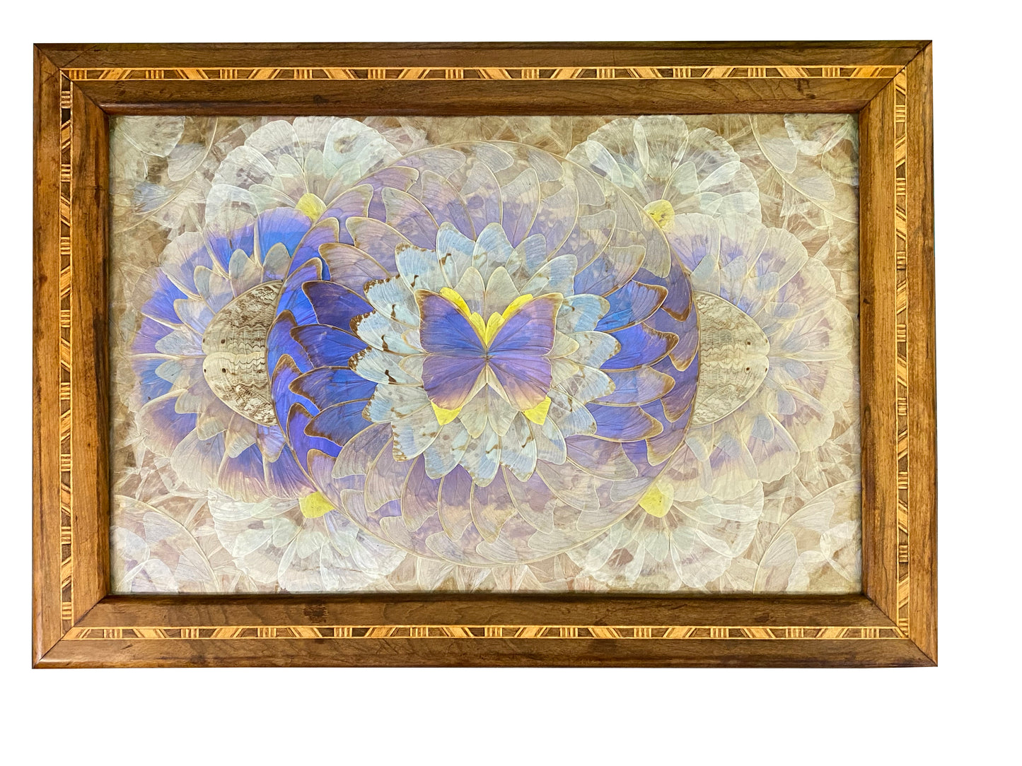 Carlos Zipperer Brazilian Tourist Souvenir Unique Mohogany Framed Morphe Butterflies c1930-1940