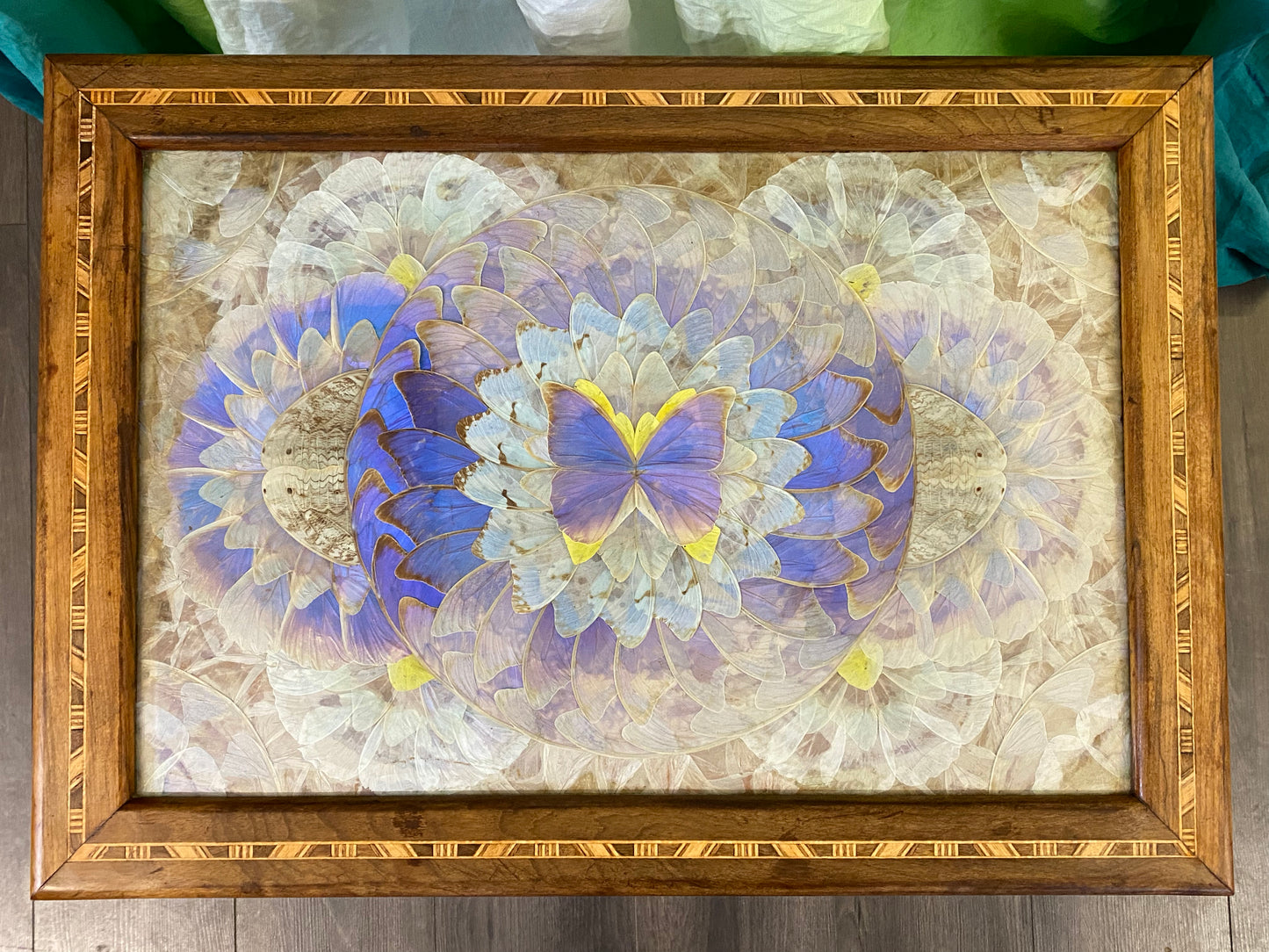 Carlos Zipperer Brazilian Tourist Souvenir Unique Mohogany Framed Morphe Butterflies c1930-1940